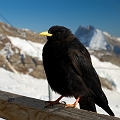 20_Alpy Szwajcarskie_Jungfraujoch
